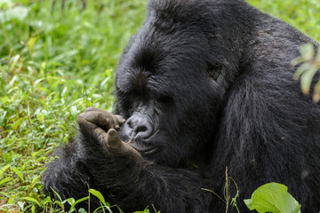 Silberrücken, Berggorilla (Gorilla beringei beringei), Nyakagezi Gorilla Gruppe, Mgahinga-Gorilla-Nationalpark, Virunga Vulkane, Kisoro, Uganda, Afrika