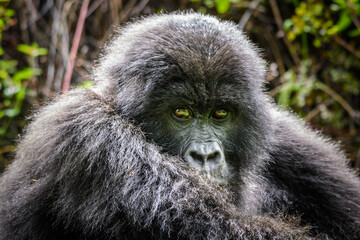 Obraz premium Berggorilla (Gorilla beringei beringei), Nyakagezi Gorilla Gruppe, Mgahinga-Gorilla-Nationalpark, Virunga Vulkane, Kisoro, Uganda, Afrika