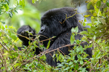 Berggorilla (Gorilla beringei beringei), Nyakagezi Gorilla Gruppe, Mgahinga-Gorilla-Nationalpark, Virunga Vulkane, Kisoro, Uganda, Afrika