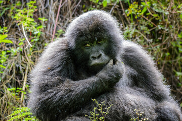 Berggorilla (Gorilla beringei beringei), Nyakagezi Gorilla Gruppe, Mgahinga-Gorilla-Nationalpark, Virunga Vulkane, Kisoro, Uganda, Afrika