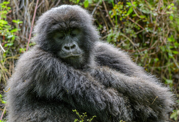 Berggorilla (Gorilla beringei beringei), Nyakagezi Gorilla Gruppe, Mgahinga-Gorilla-Nationalpark, Virunga Vulkane, Kisoro, Uganda, Afrika