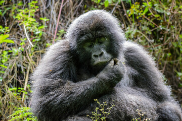 Obraz premium Berggorilla (Gorilla beringei beringei), Nyakagezi Gorilla Gruppe, Mgahinga-Gorilla-Nationalpark, Virunga Vulkane, Kisoro, Uganda, Afrika
