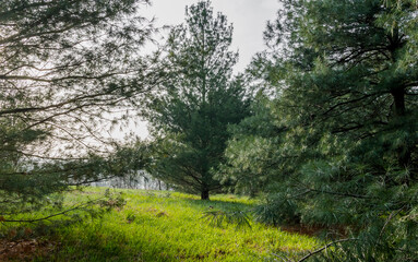 A sunny clearing in a white pine forest.