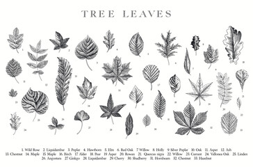 Tree Leaves. Vector vintage illustration. Black and white - 594985506