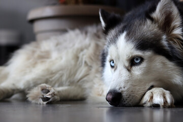 Alaskan Malamute, close-up portrait, selective focus. Cute fury dog at home. Happy pet concept. 