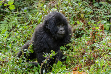 Junger Berggorilla (Gorilla beringei beringei), Nyakagezi Gorilla Gruppe,...