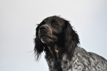 Muzzle of a medium-sized dog, bottom frame clear sky behind, gray tone fur