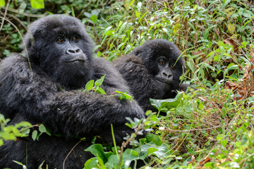 Berggorillas (Gorilla beringei beringei), Nyakagezi Gorilla Gruppe, Mgahinga-Gorilla-Nationalpark,...
