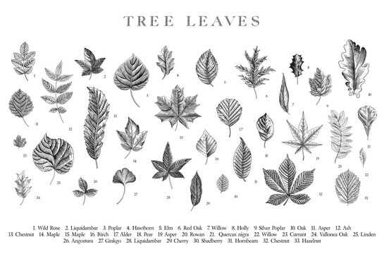 Tree Leaves. Vector vintage illustration. Black and white