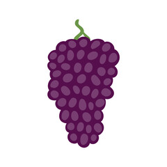 Bunch of grapes hand drawn illustration. Cartoon style flat design, isolated vector. Summer, autumn print element, farming, gardening, harvest, agriculture, healthy food, vegetarian diet, ingredient