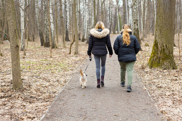 Fototapeta premium Moscow, Russia - April 06, 2023: girl walking the dog in the park