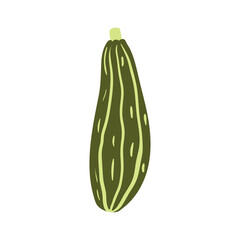 Summer squash, zucchini hand drawn illustration. Cartoon style flat design, isolated vector. Autumn print element, farming, gardening, harvest, agriculture, healthy food, vegetarian diet, ingredient