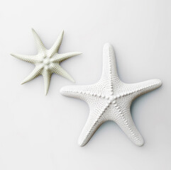 Fototapeta na wymiar White starfish isolated