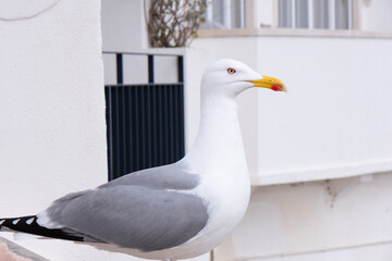 White and grey seagull with a red eye and a yellow beak with a red tip in cascais, Portugal