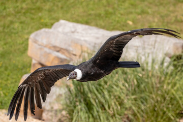 Andean condor - Vultur gryphus - Condor des Andes