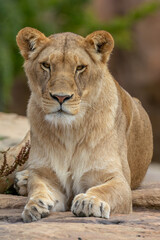 African Lion - Panthera leo krugeri	