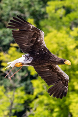 Steller's sea eagle - Haliaeetus pelagicus - Pygargue empereur