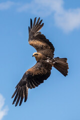 Black kite - Milvus migrans - Milan Noir