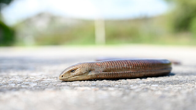 Sheltopusik on the road. European glass lizard in nature. 