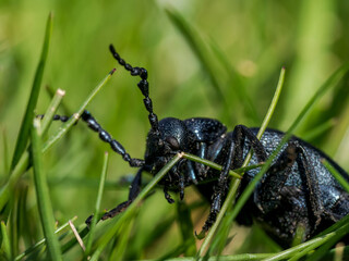 Retrato de un escarabajo en Guadarrama