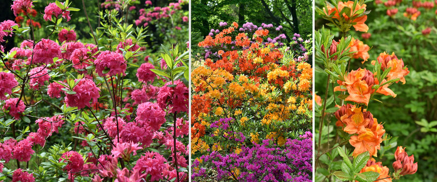 Spring banner with 3 photos of colorful azalea flowers