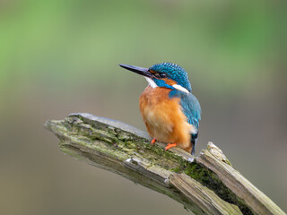 Beautiful nature scene with Common kingfisher (Alcedo atthis). Wildlife shot of Common kingfisher (Alcedo atthis) on the branch. Common kingfisher (Alcedo atthis) in the nature habitat.