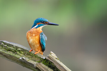 Beautiful nature scene with Common kingfisher (Alcedo atthis). Wildlife shot of Common kingfisher (Alcedo atthis) on the branch. Common kingfisher (Alcedo atthis) in the nature habitat.