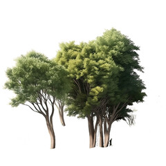 Small grove of green trees, transparent background, made with Generative AI