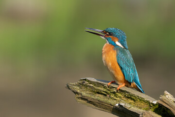 Beautiful nature scene with Common kingfisher (Alcedo atthis). Wildlife shot of Common kingfisher (Alcedo atthis) on the branch. Common kingfisher (Alcedo atthis) in the nature habitat.