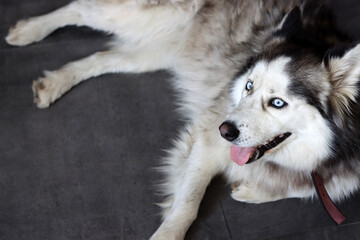 Alaskan Malamute dog with blue eyes and tongue out. Close up portrait of grey furry dog. Pet care concept. 