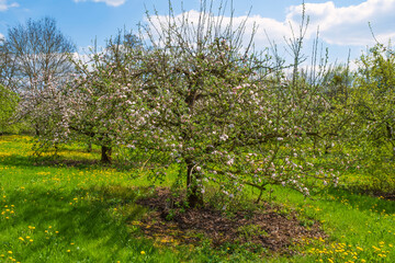 Fototapeta na wymiar Cherry trees in full bloom near Wannbach- Germany in Franconian Switzerland