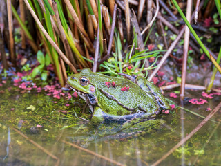 Marsh Frog in a Pond
