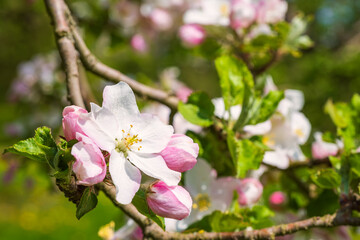 Naklejka na ściany i meble Close up of cherry blossoms near Wannbach/Germany in Franconian Switzerland