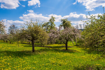 Cherry trees in full bloom near Wannbach- Germany in Franconian Switzerland