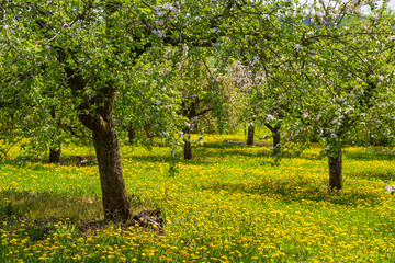 Cherry trees in full bloom near Wannbach- Germany in Franconian Switzerland