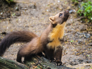 Pine Marten Climbing Over a Log