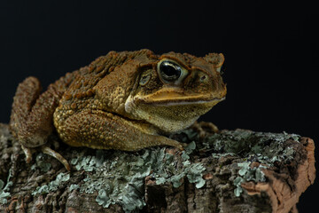 Cane toad close up. Rhinella marina sits on bark covered with moss and lichen. Giant neotropical toad on dark background