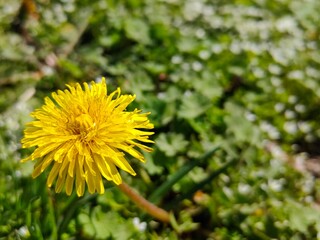 Yellow dandelion flower on a green background. Sunny day. Green clearing. Spring and summer background. 
