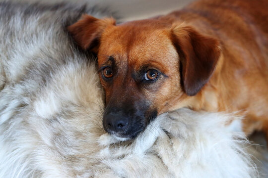 Cute Rhodesian Ridgeback puppy close up photo. Small brown dog portrait. Pet care concept. 