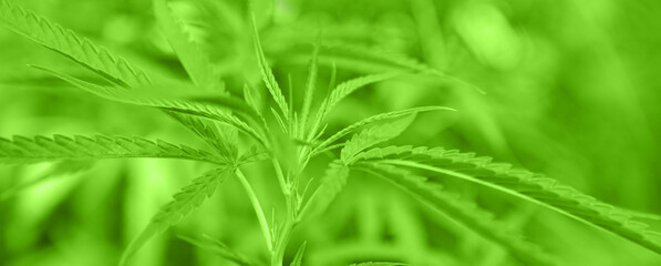 background of green leaves of marijuana