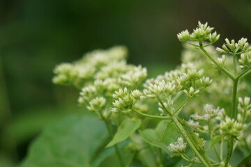 Mikania micrantha (also called Asteraceae, bitter vine, climbing hemp vine, American rope, mile-a-minute vine, Japani lota) with a natural background
