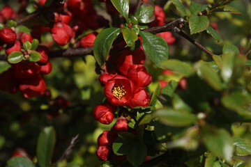 Fototapeta premium Flowering quince blossom in spring 