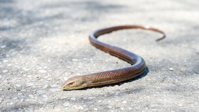 Sheltopusik on the road. European glass lizard in nature. 