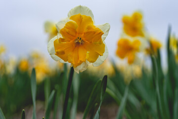 Beautiful Narcissus in the dutch fields in Spring.