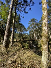 sheet,tree,wood,green.ground,abandoned land