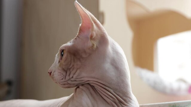 hairless cat breed canadian sphynx
