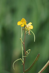 Senna occidentalis (Also called Indian vernacular, pantropical plant, Cassia, Vernacular) flower. In Jamaica the seeds are roasted, brewed and served as tea to treat hemorrhoids, gout and rheumatism