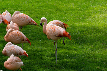 pink flamingo on a grass