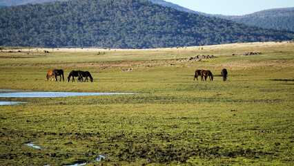A herd of Wild Brumbies grazing on the fragile Murrumbidgee flood plain at Tantangara in the  Kosciuszko National Park 