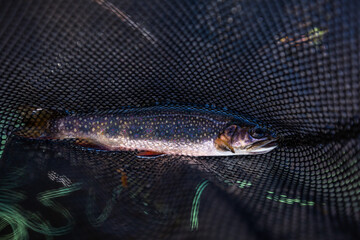 speckled brook trout in a fishing net